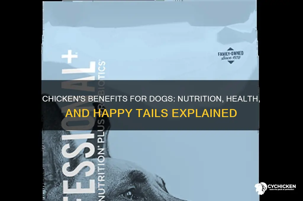 what does chicken do for your dog