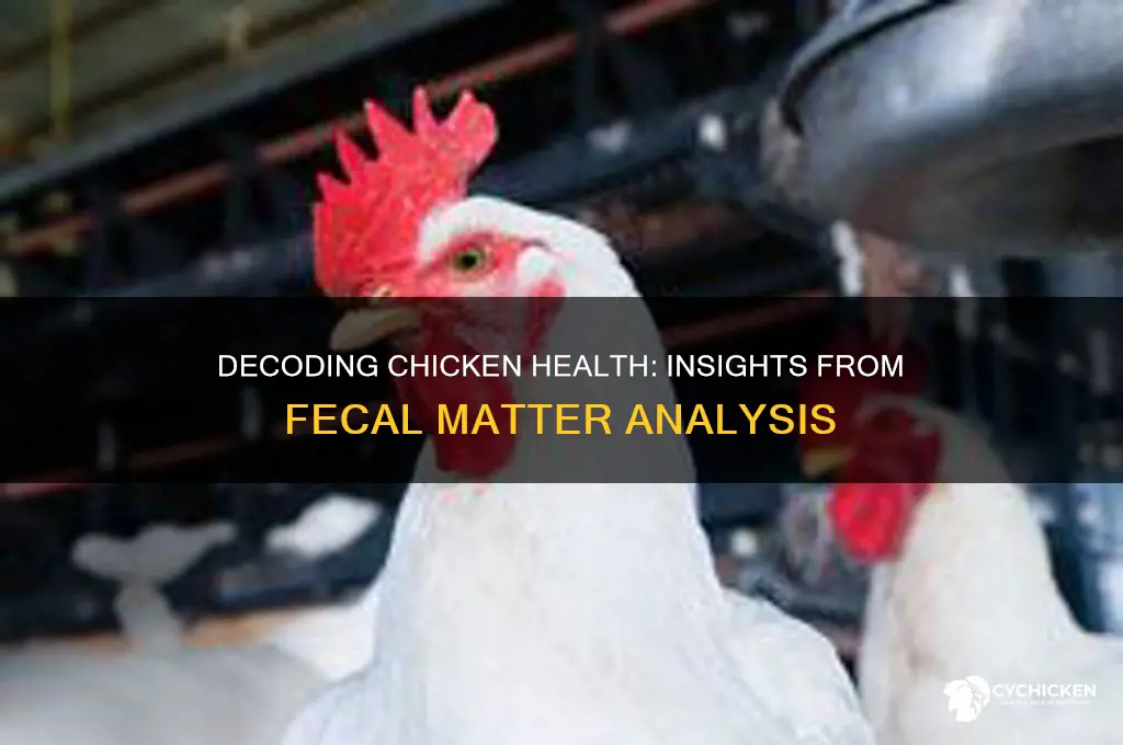 what does chicken fecal tell about the chicken