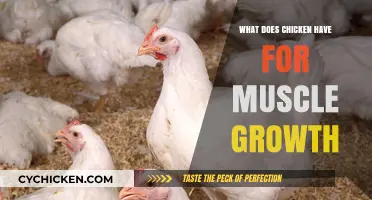 Chicken's Role in Muscle Growth: Nutrients, Benefits, and Optimal Intake