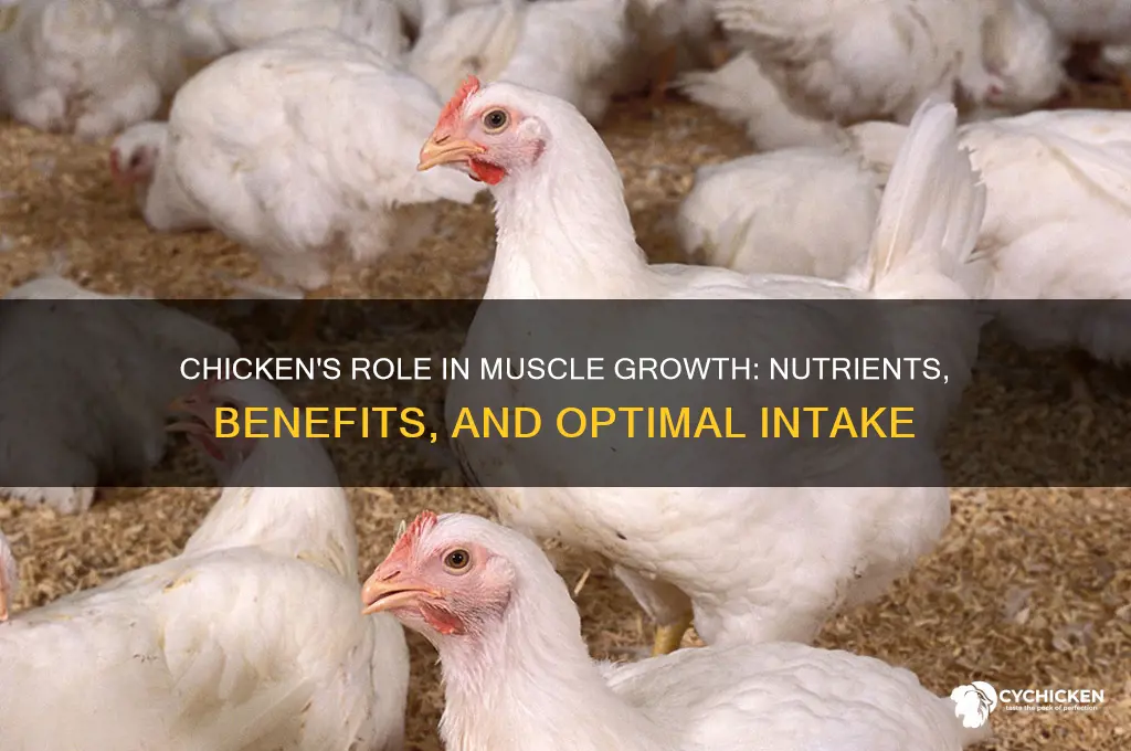 what does chicken have for muscle growth