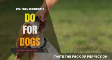Chicken Liver Benefits for Dogs: Nutrition, Health, and Feeding Tips