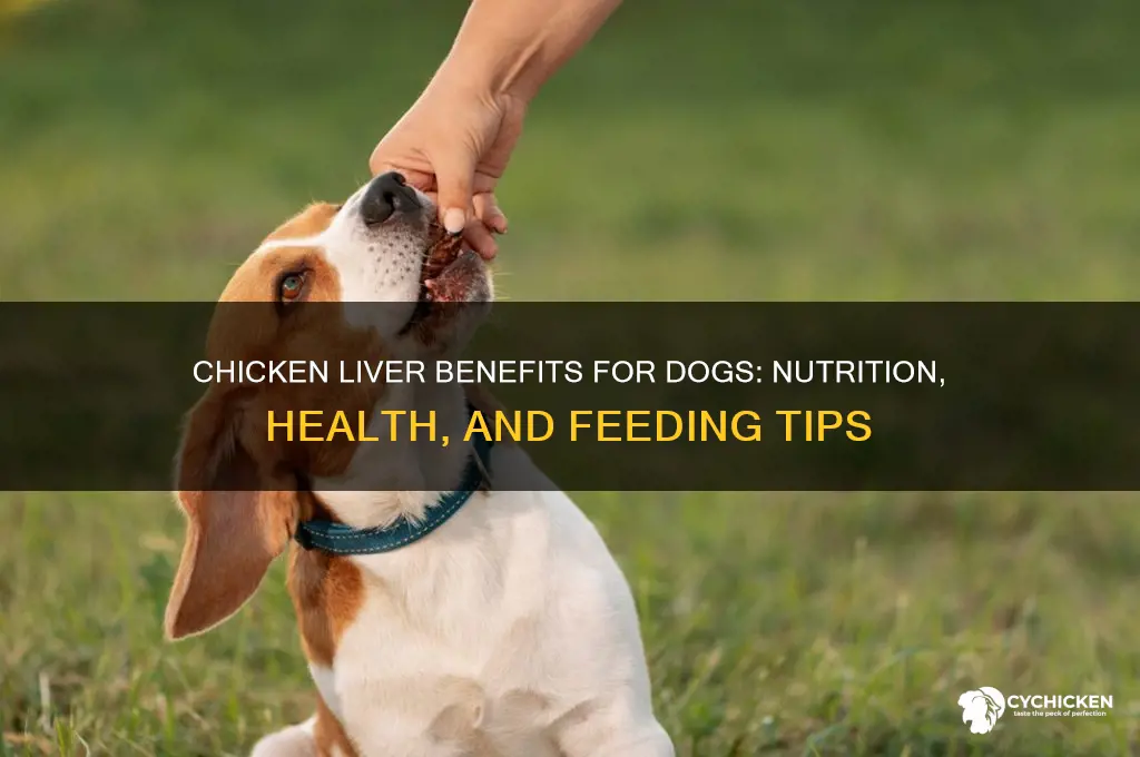 what does chicken liver do for dogs