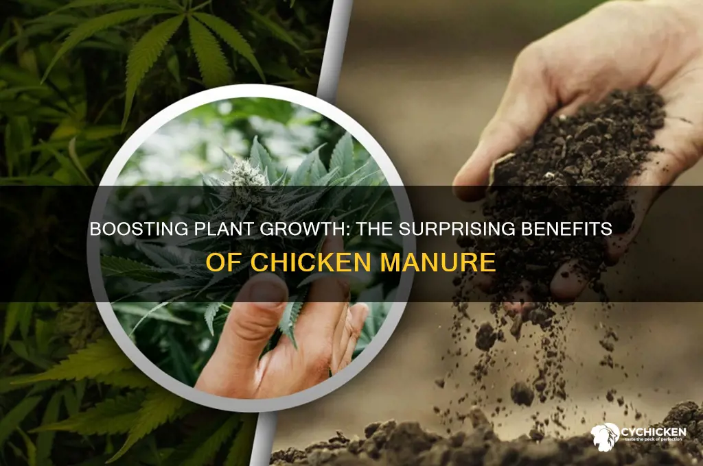 what does chicken manure do for plants