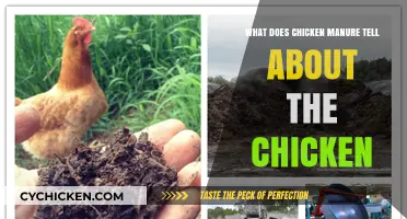 Chicken Manure Insights: Unveiling the Secrets of a Chicken's Life