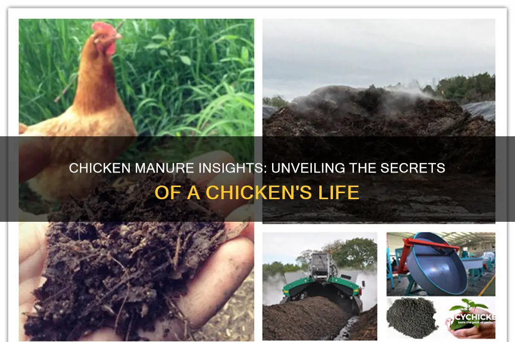 what does chicken manure tell about the chicken