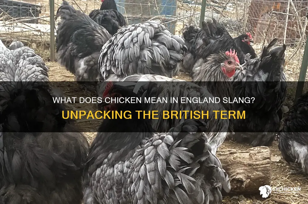 what does chicken mean in england slang