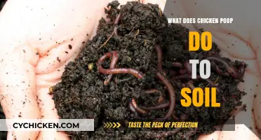 How Chicken Poop Enhances Soil Fertility and Garden Health