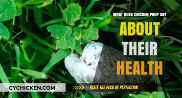 Decoding Chicken Poop: Insights into Your Flock's Health and Wellness