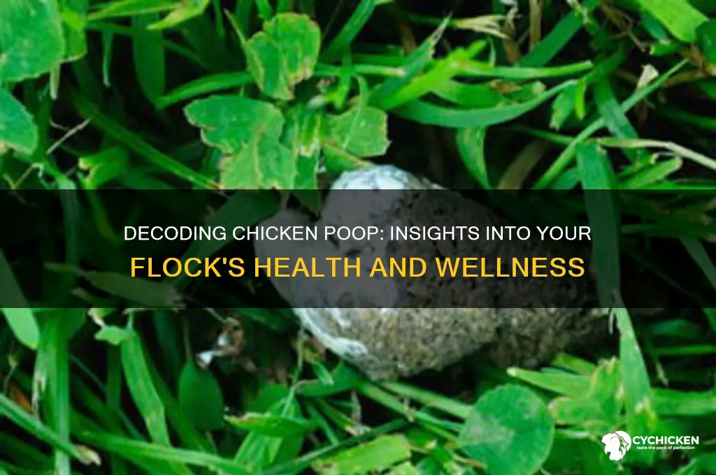 what does chicken poop say about their health