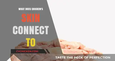 Understanding Chicken Anatomy: What Does the Skin Connect To?