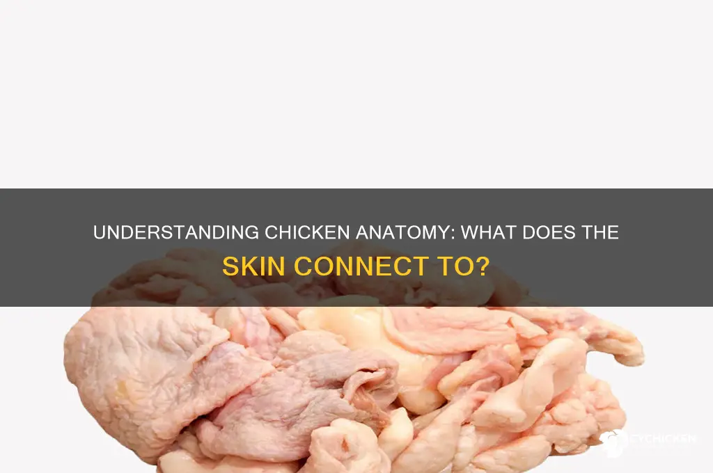 what does chicken