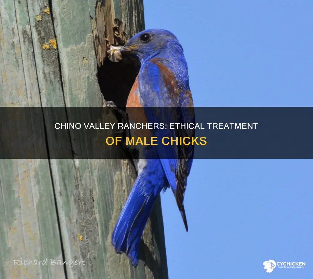 what does chino valley ranchers do with male chicks