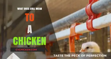 Understanding Culling: What It Means for Chickens and Why It's Done