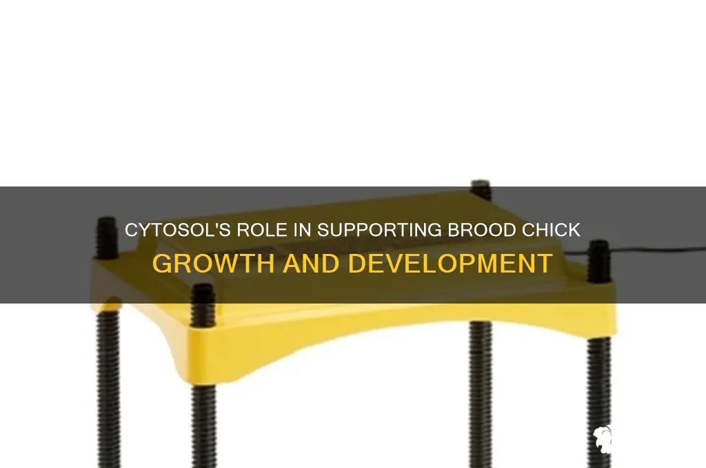 what does cytosol do for brood chicks