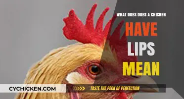 Do Chickens Have Lips? Unraveling the Meaning Behind the Phrase