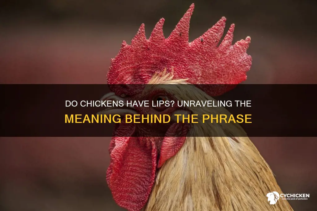 what does does a chicken have lips mean