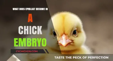 Chick Embryo Development: Epiblast's Transformation and Tissue Formation