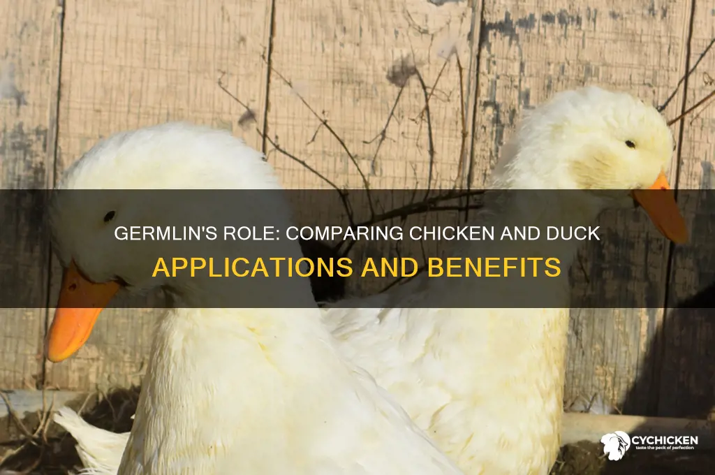 what does germlin do chicken vs duck