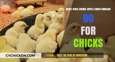 Apple Cider Vinegar for Chicks: Benefits and Uses