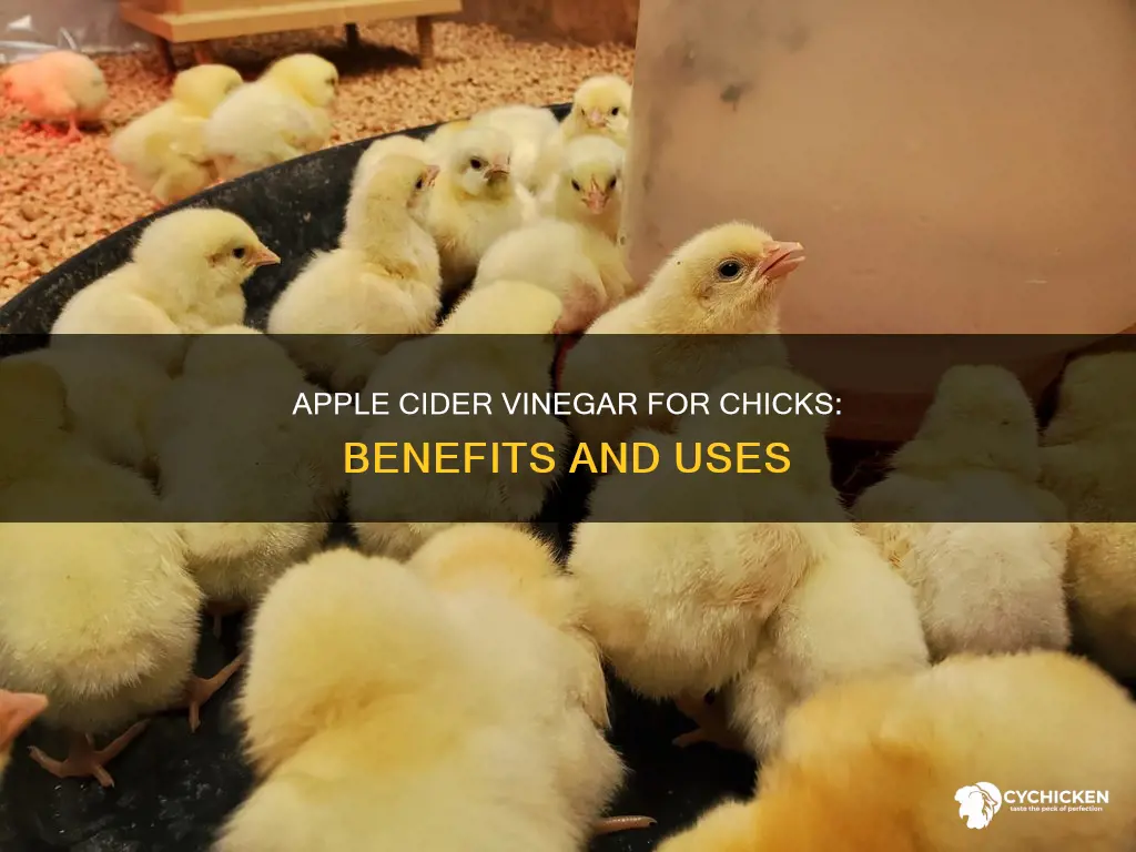 what does giving apple cider vinegar do for chicks