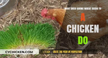 Why Give Wheat Seeds to Your Chickens?
