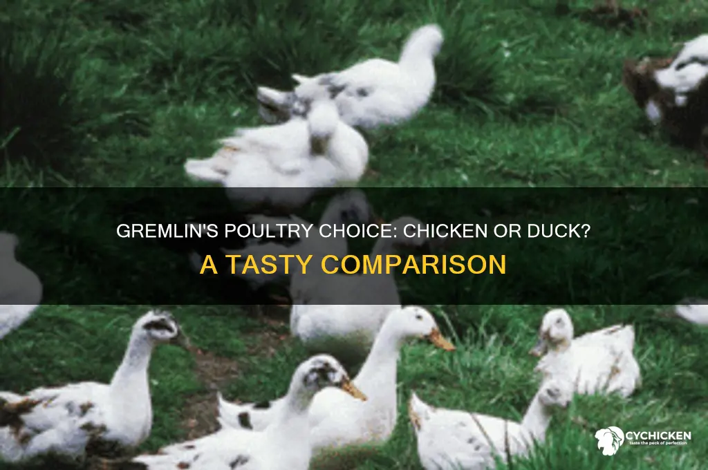 what does gremlin do chicken vs duck