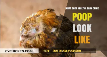 Decoding the Droppings: A Guide to Healthy Baby Chick Poop