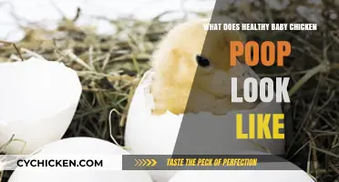 Decoding the Droppings: A Guide to Healthy Baby Chicken Poop