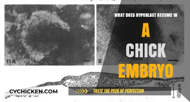 Chick Embryo Development: Hypoblast's Transformation and Role Explained