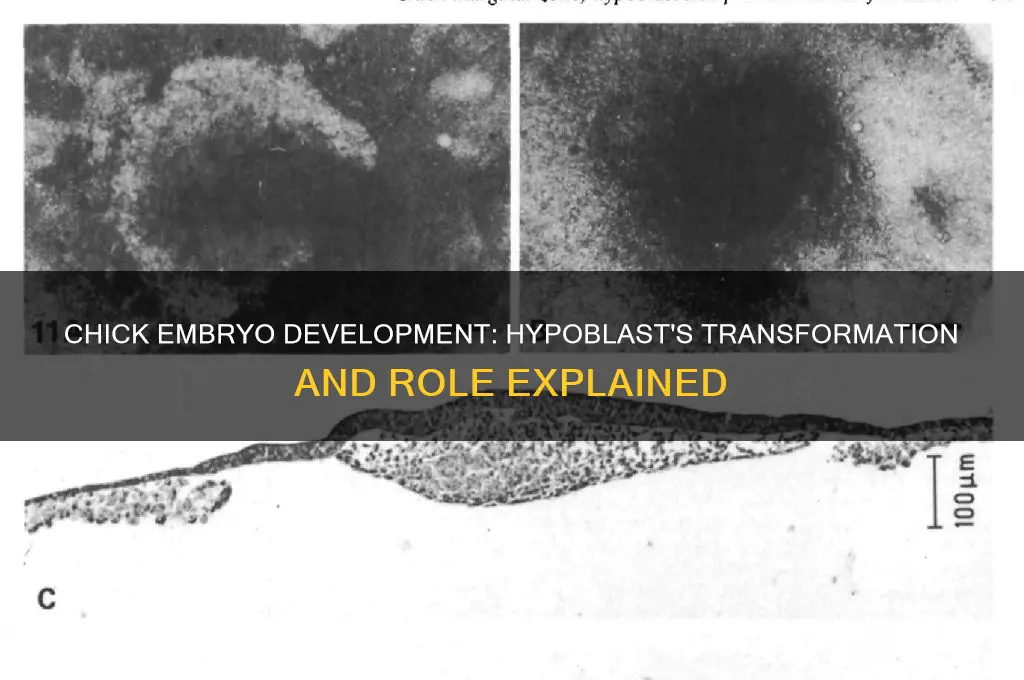 what does hypoblast become in a chick embryo