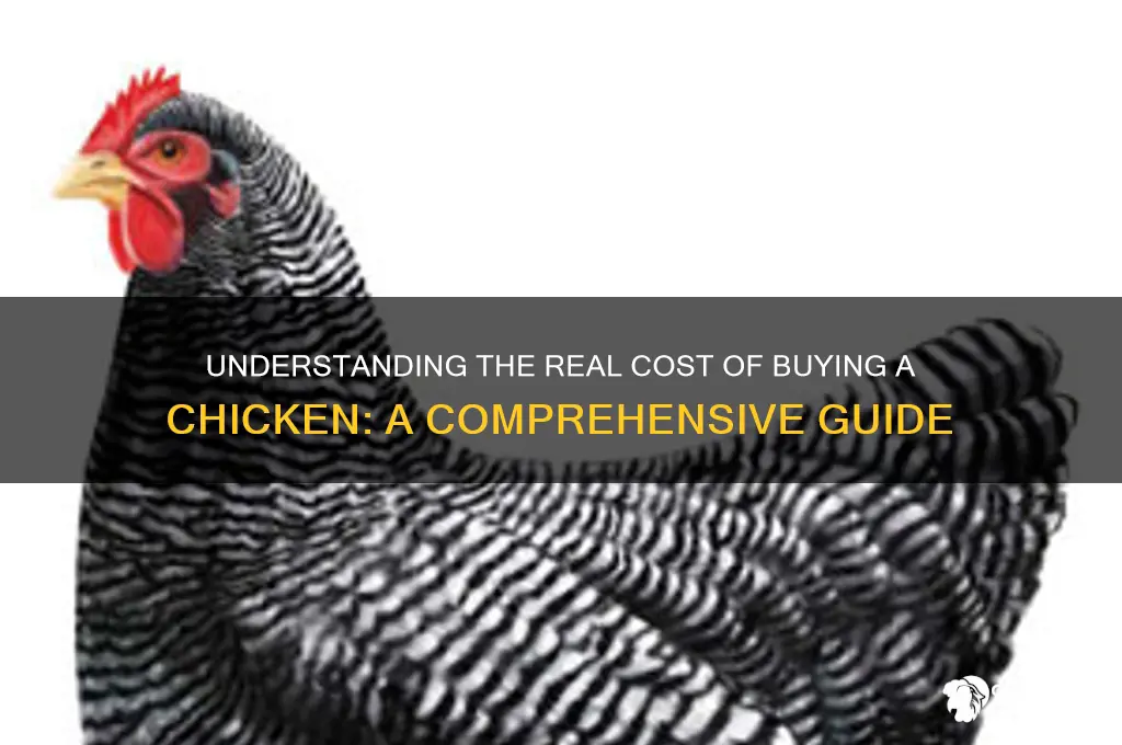 what does it cost to buy a chicken