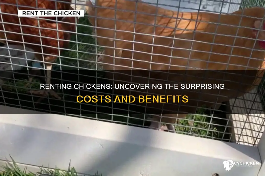 what does it cost to rent a chicken