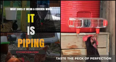 Understanding Chicken Piping: What Does it Mean?