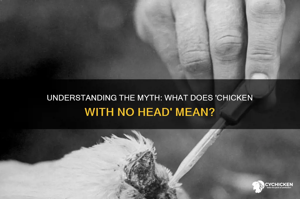 what does it mean chicken with no head
