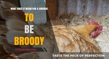 Understanding Broodiness: Why Your Hen Wants to Hatch Eggs