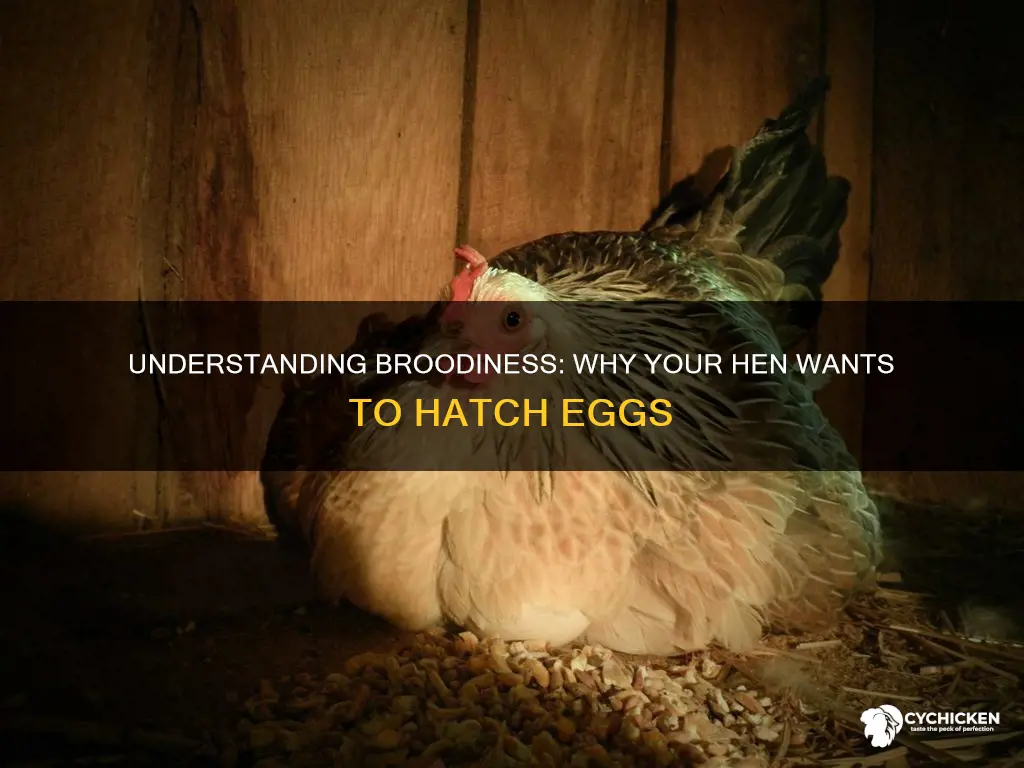 what does it mean for a chicken to be broody