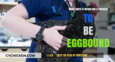 Understanding Eggbound Chickens: Causes and Treatment