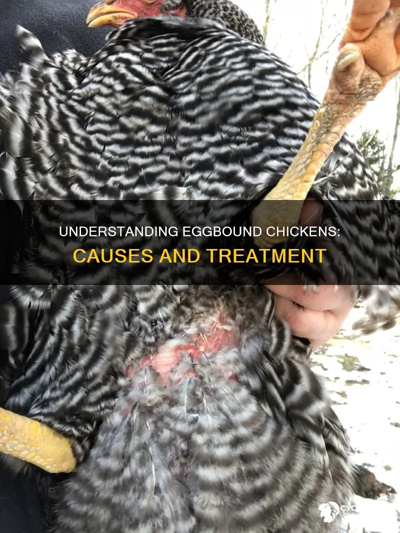 what does it mean for a chicken to be eggbound