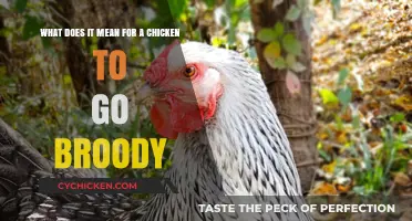 Understanding Broodiness: Why Your Chicken Wants to Hatch Eggs