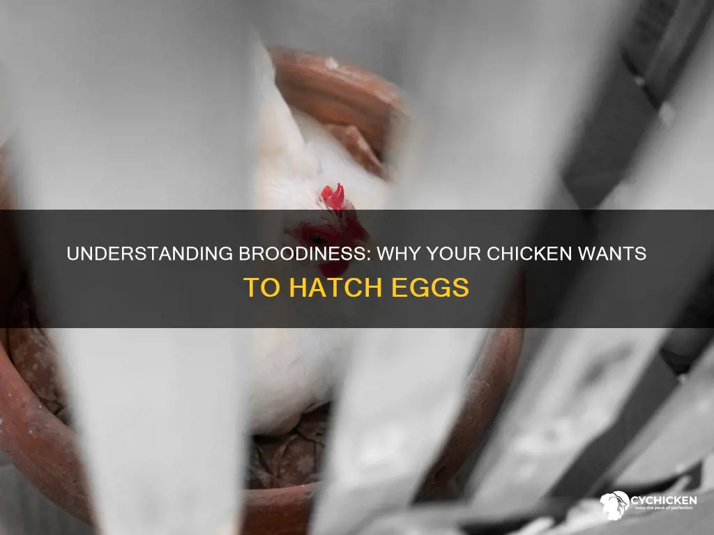 what does it mean for a chicken to go broody