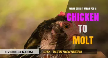 Understanding Molting: Why Chickens Shed Their Feathers