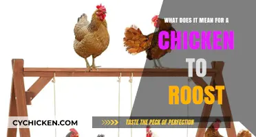 Understanding Chicken Roosting Behavior: Why and How They Do It