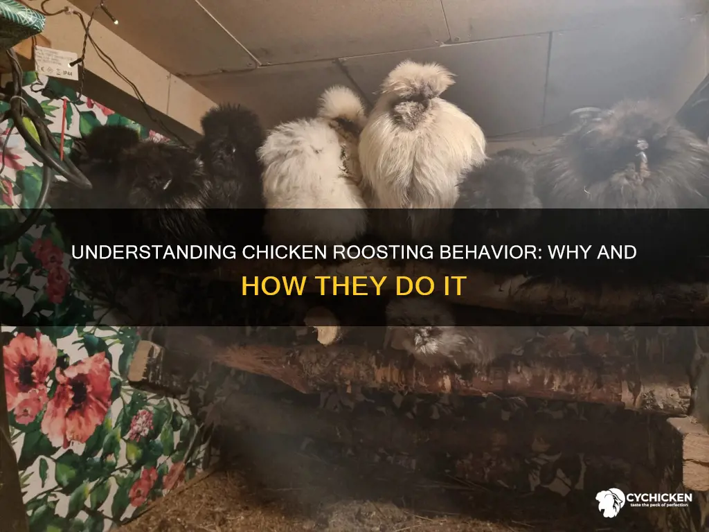 what does it mean for a chicken to roost