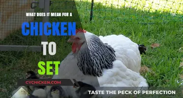 Understanding Chicken Setting: A Guide to Broody Hens