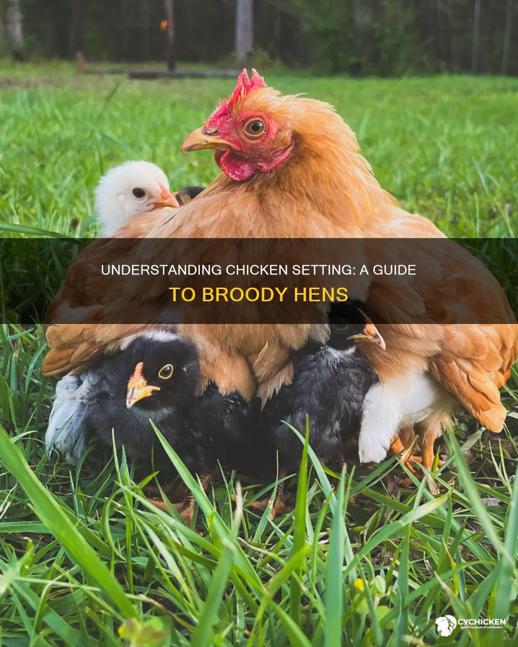 what does it mean for a chicken to set