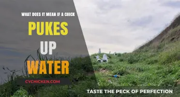 Why Do Chicks Throw Up?