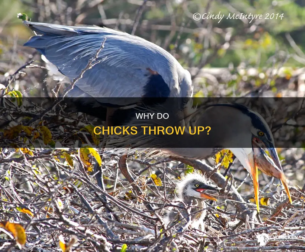 what does it mean if a chick pukes up water