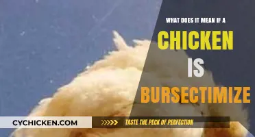 Understanding the Impact of Bursectomy on Chickens