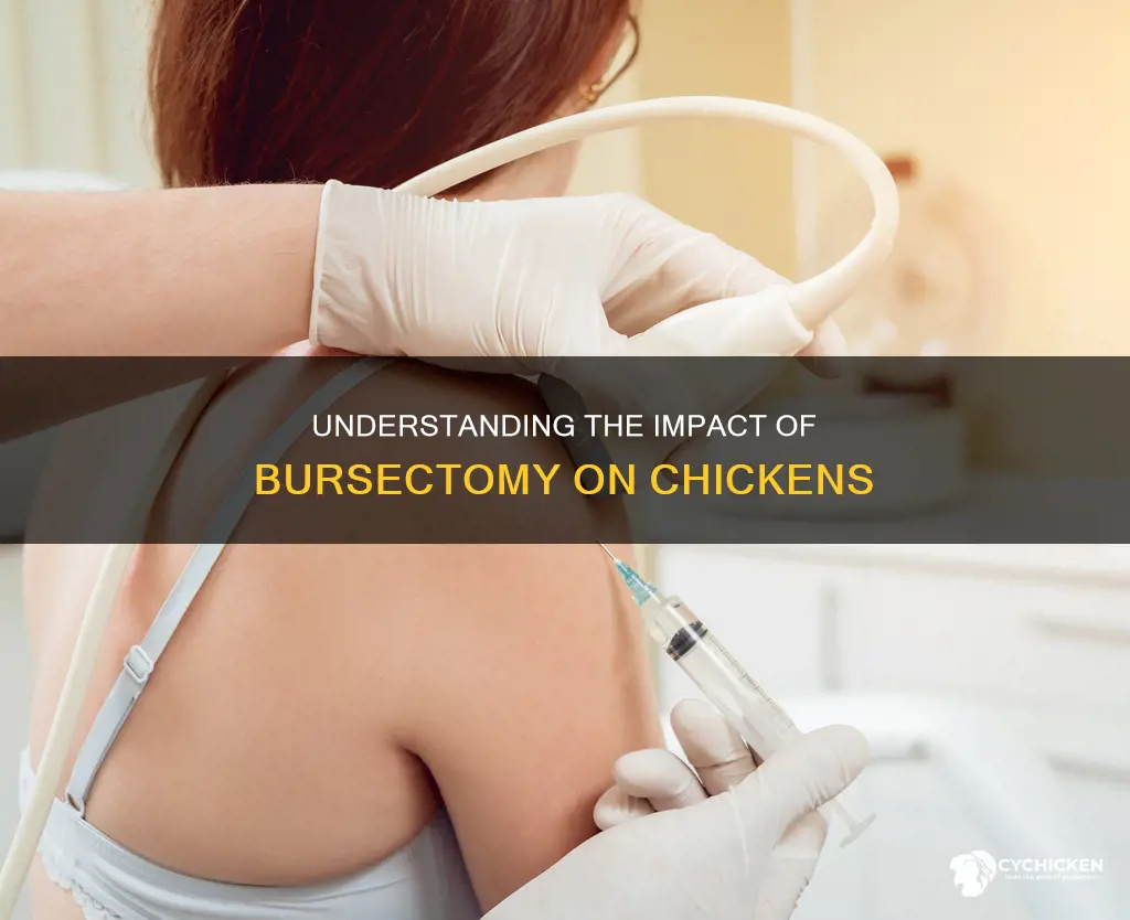 what does it mean if a chicken is bursectimized