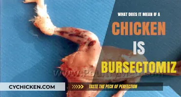 Understanding the Impact of Bursectomy on Chickens